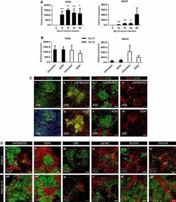 hiPSC-Based Model of Prenatal Exposure to Cannabinoids: Effect on Neuronal Differentiation